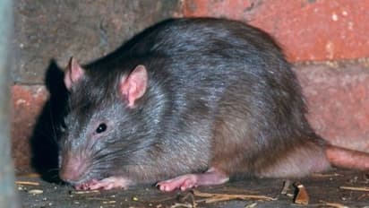 இந்த கொடுமையை எங்க போய் சொல்ல.. இதயக்கோளாறுக்கு பெருச்சாளியை சமைத்து சாப்பிட்ட பெண் துடிதுடித்து உயிரிழப்பு.!