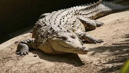 Crocodile Park: ದಾಂಡೇಲಿಯಲ್ಲಿ ರಾಜ್ಯದ ಮೊದಲ ಮೊಸಳೆ ಪಾರ್ಕ್
