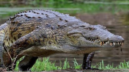 আদর করার পরিণতি, যুবতীর হাত কামড়ে জলে টেনে নিল কুমির, দেখুন ভিডিও