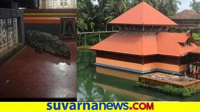 ಪ್ರಸಾದ ಸೇವಿಸುವ ದೇವರ ಮೊಸಳೆ ದೇಗುಲದಲ್ಲೇ ಪ್ರತ್ಯಕ್ಷ : ಅಚ್ಚರಿಗೆ ಕಾರಣವಾದ ನಡೆ..!