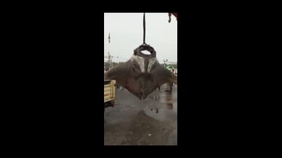 ಮಲ್ಪೆ ಮೀನುಗಾರರ ಬಲೆಗೆ ಬಿದ್ದ 750 ಕೆ.ಜಿ ತೂಕದ ಮೀನು, ಇದರ ತೂಕ ಅಬ್ಬಬ್ಬಾ...!