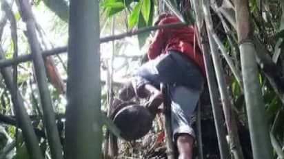 വനത്തിലെ പനകളിൽ നിന്ന് അനധികൃതമായി കള്ള് ചെത്തി വിൽക്കുന്നു