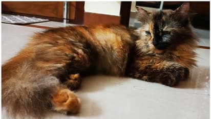 പേർഷ്യൻ പൂച്ചയെ കാൺമാനില്ല: പരാതിയുമായി ഉടമ