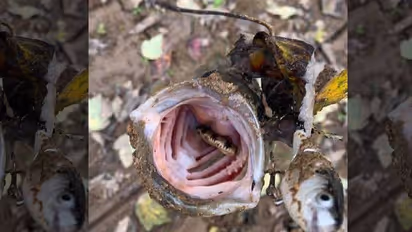 ചൂണ്ടയിട്ട് പിടിച്ച മത്സ്യത്തിന്‍റെ വായിൽ കയ്യിട്ട യുവാവിനെ പാമ്പ് കടിച്ചു!