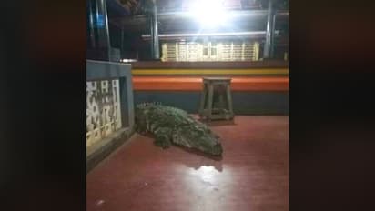 Giant crocodile enters Kerala temple, photos go viral