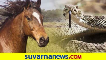 ಕನಸಲ್ಲಿ ಹಾವು, ಕುದುರೆ, ಟಗರು ಕಂಡರೆ ಏನರ್ಥ, ಗೊತ್ತೆ?