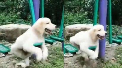 ആസ്വദിച്ച് ഊഞ്ഞാലാടുന്ന നായ്ക്കുട്ടി; വൈറലായി വീഡിയോ