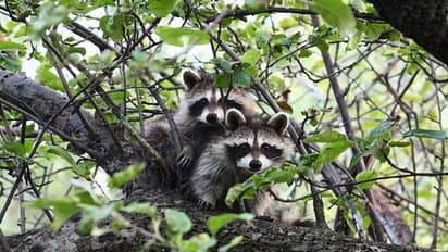 கொரோனா இதிலிருந்து பரவியதா? சர்வதேச நிபுணர்கள் நடத்திய ஆய்வில் அதிர்ச்சி தகவல்!!