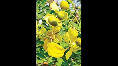 అమ్మ - ఒక తంగేడు పూల జ్ఞాపకం