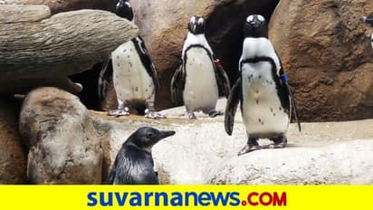 ಲೆಸ್ಬಿಯನ್ ಪೆಂಗ್ವಿನ್ನಿಂದ ಮೊಟ್ಟೆಯ ಗೂಡನ್ನೇ ಕದ್ದೊಯ್ದ ಗೇ ಪೆಂಗ್ವಿನ್..!