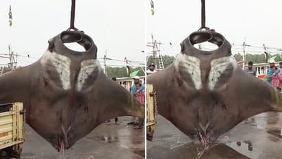 ആഴക്കടലിൽ വലയിട്ടപ്പോൾ കുടുങ്ങിയത് രണ്ട് ഭീമൻ മത്സ്യങ്ങൾ; ചിത്രങ്ങൾ കാണാം