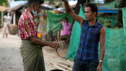 എലികളെയും പാമ്പുകളെയും പിടിച്ച് വേവിച്ച് കഴിക്കും; കൊവിഡ് പട്ടിണിയിലാക്കിയ ജനത