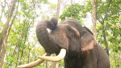 বাড়ির চারপাশে বিদ্যুতের তার, ডুয়ার্সে ফের বেঘোরে প্রাণ গেল হাতির