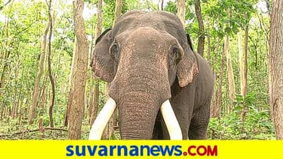 ನಾಲ್ಕು ಎಕರೆ ಬೆಳೆ ನಾಶ ಮಾಡಿದ ಕಾಡಾನೆಗಳು : ಅರಣ್ಯ ಇಲಾಖೆ ವಿರುದ್ಧ ಆಕ್ರೋಶ