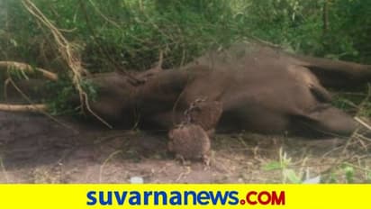 ಶಿವಮೊಗ್ಗ: ಸಕ್ರೆಬೈಲು ಆನೆ ಬಿಡಾರದಲ್ಲಿ ಕಾಡಾನೆ ದಾಳಿ, ಆನೆ ರಂಗ ಸಾವು