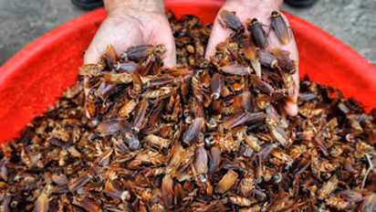 കോടതി മുറിയിൽ വിചാരണയ്ക്കിടെ നൂറ് കണക്കിന് പാറ്റകളെ തുറന്നുവിട്ട് യുവതി