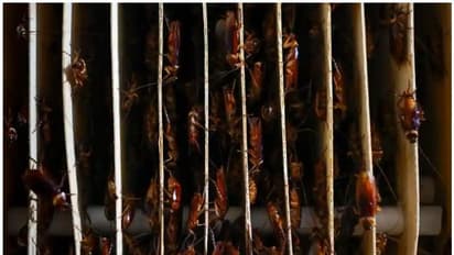 ചൈനയില് പാറ്റ പൊരിച്ചതിന് ആവശ്യക്കാരേറുന്നു? കൂണുപോലെ പൊട്ടിമുളച്ച് പാറ്റഫാമുകള്