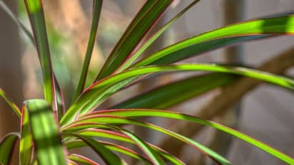 ഡ്രസീനയുടെ ഇലകള് ബ്രൗണ് അല്ലെങ്കില് മഞ്ഞ നിറമാകുന്നതിനുള്ള കാരണങ്ങള്