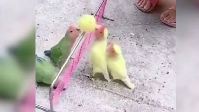 ഇതാരാ വോളിബോള് കളിക്കുന്നതെന്ന് നോക്കൂ; വൈറലായി വീഡിയോ