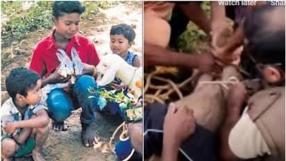 ഓമനിച്ച് വളര്ത്തിയ കാട്ടുപന്നിയെ കാടുകയറ്റി, പകരം ഉണ്ണിക്ക് മുയലുകളെയും ആട്ടിന്കുട്ടിയെയും നല്കി വനംവകുപ്പ്