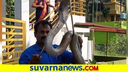 ದಸರಾ ದಿನ ಮನೆಗೆ ಬಂದ ಬೃಹತ್ ಗಾತ್ರದ ಕೋಬ್ರಾ