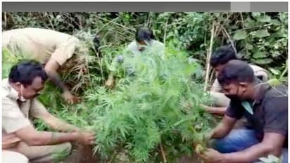 അട്ടപ്പാടിയിൽ എക്സൈസ് കഞ്ചാവ് തോട്ടം നശിപ്പിച്ചു