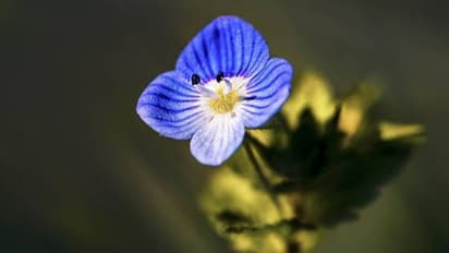 ബേബി ബ്ലൂ നിറമുള്ള പൂക്കളുമായി ഉദ്യാനസുന്ദരി