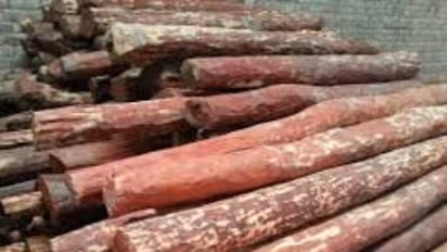 പരിസരത്ത് കൂടുതൽ സുരക്ഷ ഒരുക്കിയ രാത്രിയിയില്‍ വയനാട് കളക്ടറേറ്റ് വളപ്പിൽ നിന്നും ചന്ദനമരം മോഷ്ടിച്ചു