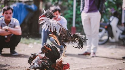 కోనసీమలో మొదలైన కోడిపందాలు... కఠిన చర్యలు తప్పవు : పందెం రాయుళ్లకు డీఐజీ హెచ్చరికలు 