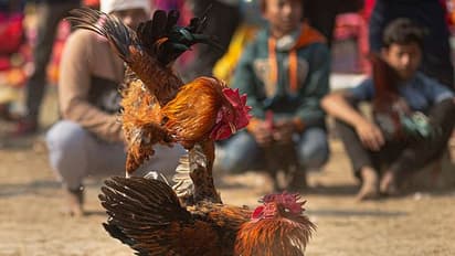 పోలీసుల ఆంక్షలు బేఖాతరు.. బాపట్ల జిల్లాలో యధేచ్ఛగా కోడిపందాలు, చేతులు మారుతున్న రూ.కోట్లు