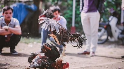 కోడి పందాల కోసం బరులు సిద్ధం : కాలు దువ్వాలని కోళ్లకు వయాగ్రా, స్టెరాయిడ్స్ .. అసలుకే ఎసరు