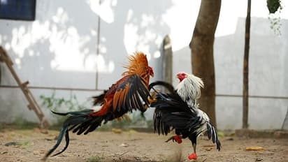 സംക്രാന്തി ആഘോഷം കൊഴുപ്പിക്കാൻ കോഴിപ്പോര്, തടയാൻ എഐ, ഡ്രോൺ പട്രോളിംഗുമായി ആന്ധ്ര പൊലീസ്