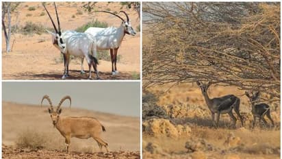 സൗദിയിൽ കർശന നിബന്ധനകളോടെ വന്യമൃഗങ്ങളെയും പക്ഷികളെയും വേട്ടയാടാന് താത്കാലിക അനുമതി