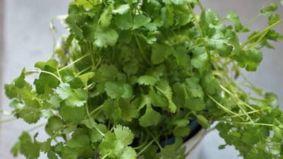 മല്ലിയില മട്ടുപ്പാവില് വളര്ത്താം; വിത്ത് മുളയ്ക്കാന് 10 ദിവസങ്ങള്