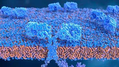 করোনা-র বদলে শরীরকেই হামলা করছে রোগ প্রতিরোধ ক্ষমতা, বিপথগামী অনাক্রম্যতাই বাড়াচ্ছে বিপদ