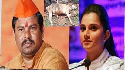 గోమాతపై కాల్పులు జరిపింది సానియానే: రాజాసింగ్ సంచలనం