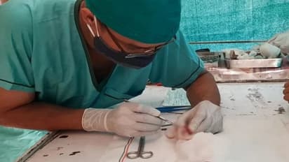 తెల్ల ఎలుక కంట్లో 25 గ్రాముల కణితి.. ఆపరేషన్ చేసి...