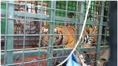 നെയ്യാര്‍ സഫാരി പാര്‍ക്കില്‍ നിന്ന് രക്ഷപ്പെട്ട കടുവയെ കണ്ടെത്തി, ഇനി പിടിക്കണം