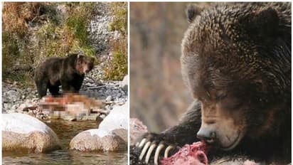 തടാകക്കരയിൽ ചെന്നപ്പോൾ മീൻ കിട്ടിയില്ല, സ്വന്തം കുട്ടിയെ കടിച്ചുതിന്ന് കരടി