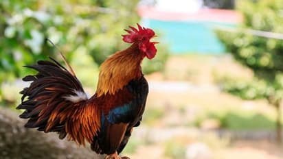 ‘ఈ కోడితో పడలేకపోతున్నాం బాబూ.. మమ్మల్ని కాపాడండి’.. కోడిపుంజుమీద కోర్టులో కేసు...