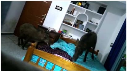 കോഴിക്കോട്ട് കാട്ടുപന്നികൾ വീട്ടിലേക്ക് പാഞ്ഞുകയറി; നാട്ടുകാരുടെ പ്രതിഷേധം