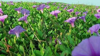 കൊവിഡിൽ ആളൊഴിഞ്ഞു, കോഴിക്കോട് കടപ്പുറത്ത് കടൽക്കുറിഞ്ഞികൾ പൂത്തു