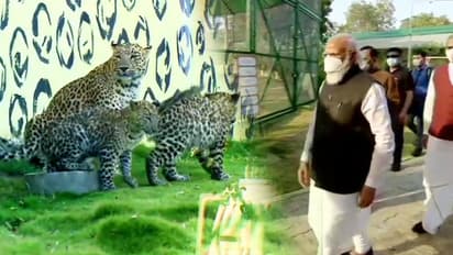 হাতে-কাঁধে খেলে বেড়ালো টিয়ার দল, বাঘছাপ গাড়িতে চড়ে জঙ্গল সাফারিতে নরেন্দ্র মোদী