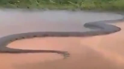 50 അടി വലിപ്പമുള്ള അനാക്കോണ്ടയുടെ വീഡിയോ; സംഗതി സത്യമോ!