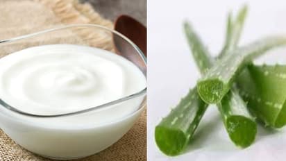 തൈരും കറ്റാര്‍വാഴയും കൊണ്ട് കിടിലന്‍ കറി; പ്രതിരോധ ശേഷിക്കും 'ബെസ്റ്റ്'