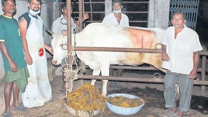 దారుణం.. ఆవు కడుపులో 80 కిలోల ప్లాస్టిక్.. 8 గంటల శస్త్రచికిత్సతో