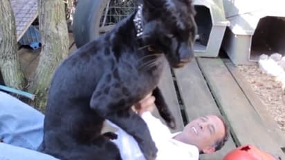 കൂട്ടില്‍ക്കിടക്കുന്ന കരിമ്പുലിയെ 'സ്‌നേഹിക്കാന്‍' പണം കൊടുത്തു; അമ്പതുകാരന് കിട്ടിയത് വമ്പന്‍ പണി