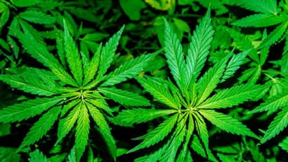 யாருடா நீங்க எல்லாம்… சொகுசு பங்களவில் நவீன தொழில்நுட்பத்துடன் கஞ்சா சாகுபடி செய்த மாணவர்கள்...!