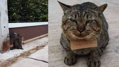 കാണാതായ പൂച്ച വീട്ടിലേയ്ക്ക് കയറിവന്നത് കടബാധ്യതയുമായി!