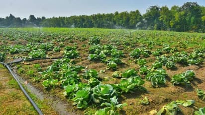 পুরুলিয়ায় সফল মাটির সৃষ্টি প্রকল্প, মাঠে উৎপাদিত ফসল সরাসরি বাজারে